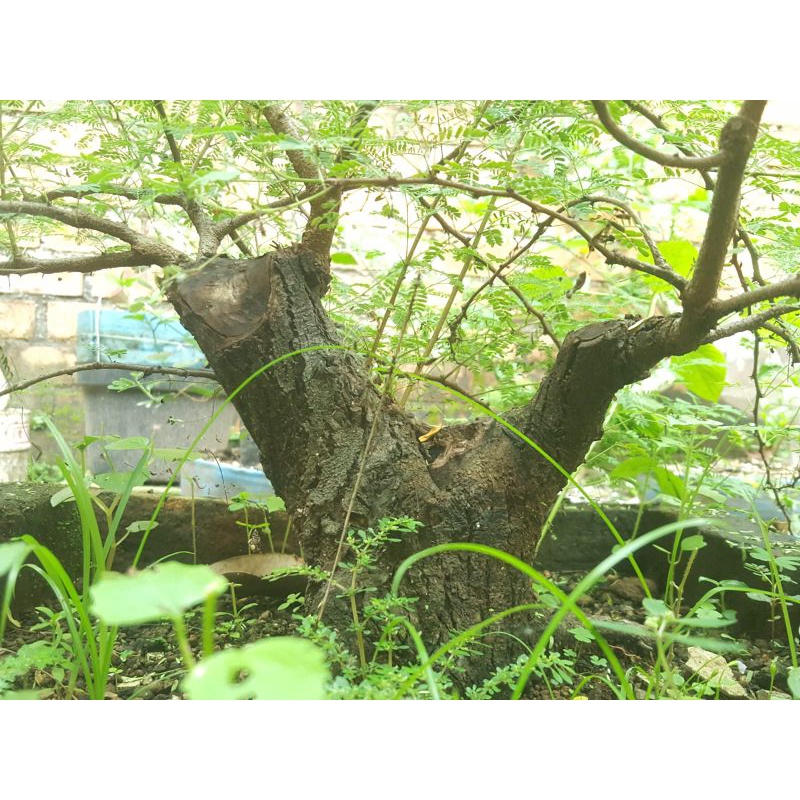 BAHAN BONSAI ARABIKA PROGRAMAN REALPICT