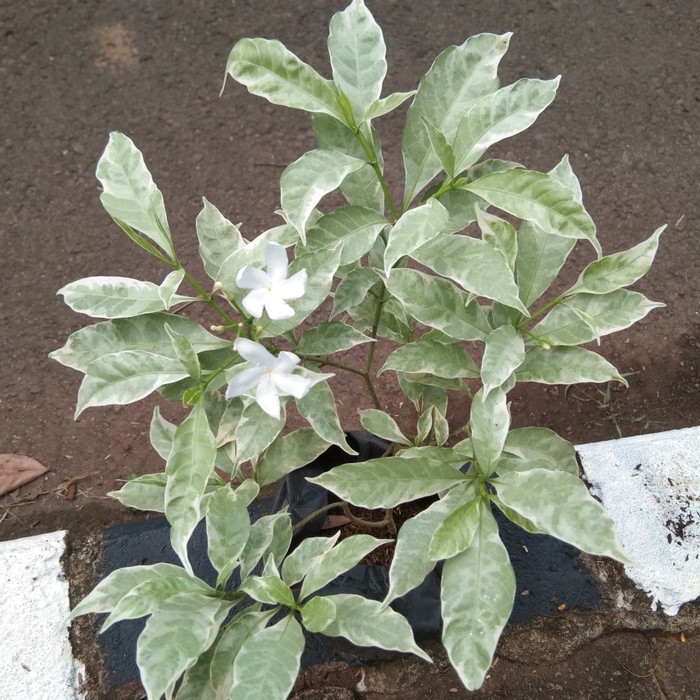 PROMO tanaman hias rombusa putih / pohon rombusa