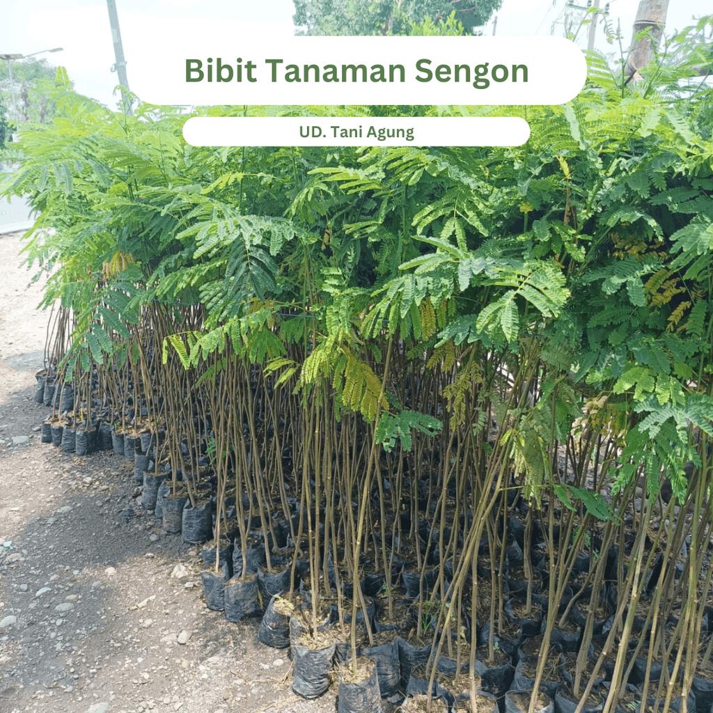Benih Tanaman sengon