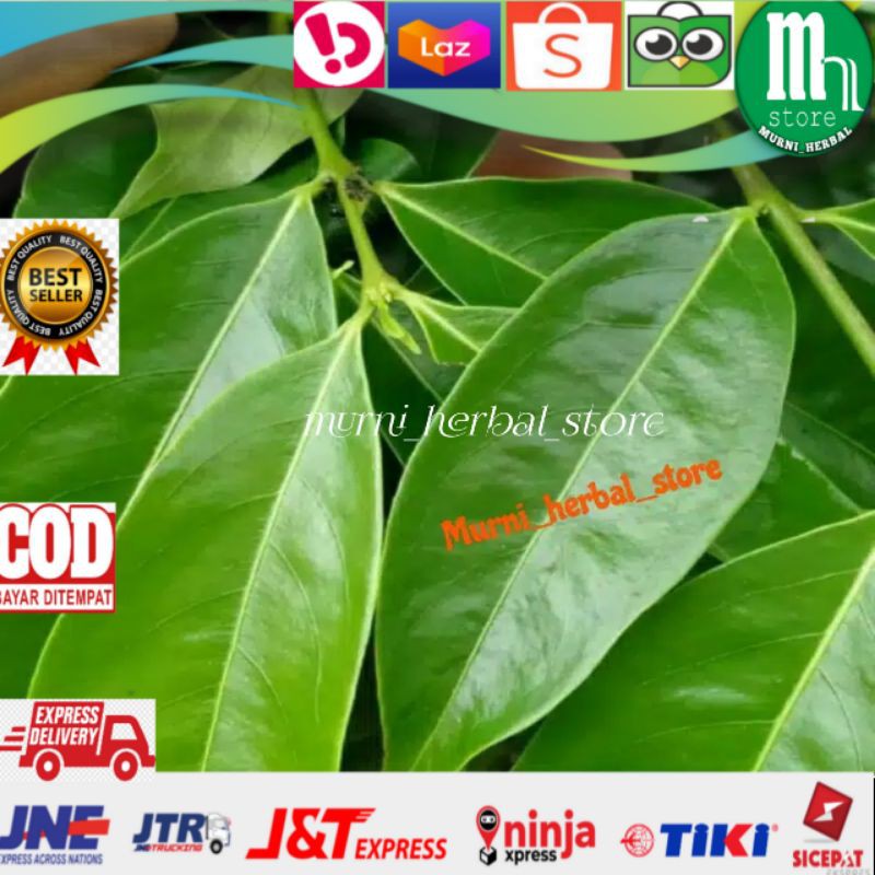 

Daun mahkota dewa fresh perhelai