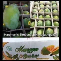 

Harumanis Situbondo/Mangga Alpukat