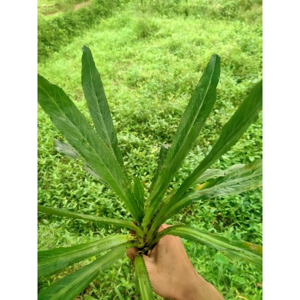 

Walang sangit Termurah