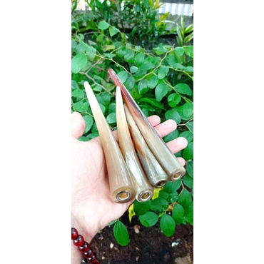 Pipa Once tanduk Kerbau 15cm