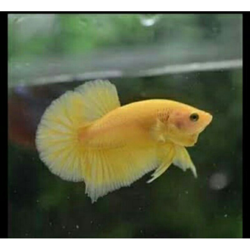 

ikan betta pk yellow banana | ikan cupang yellow banana