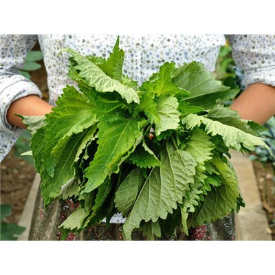 Benih-Bibit Shiso Perilla Green (Haira Seed)