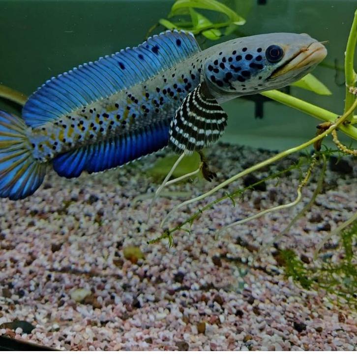 Harga Bersahabat.. Orna YL Premium