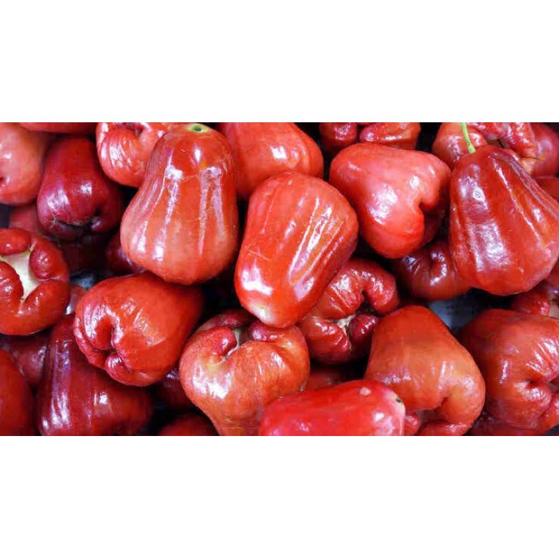 

Jambu citra / jambu citra merah