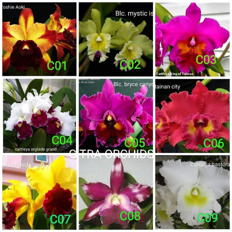 Anggrek pra remaja cattleya hybrid thailand bunga jumbo murah bisa COD