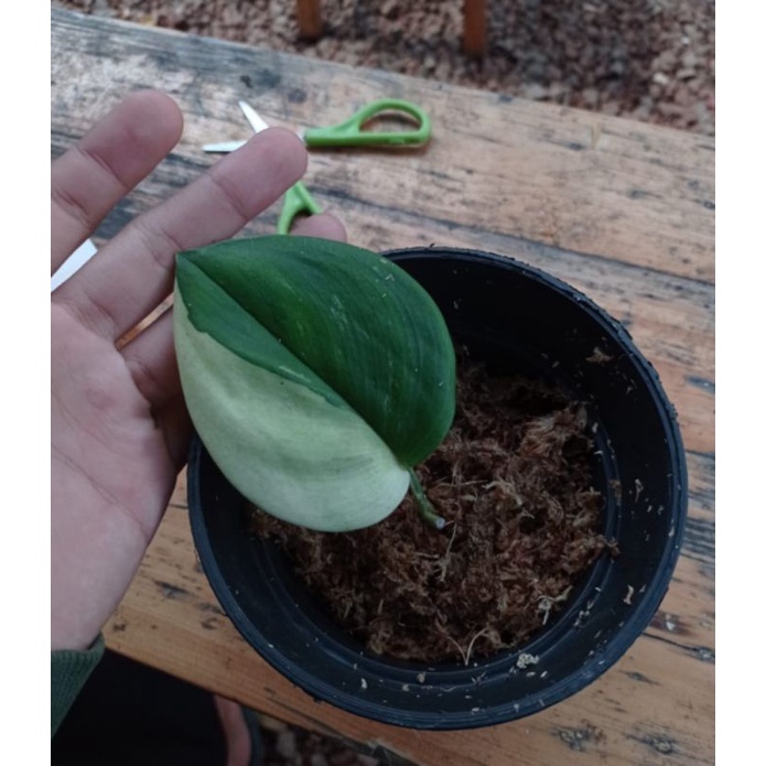 scindapsus treubii moonlight variegata kode 1 bys