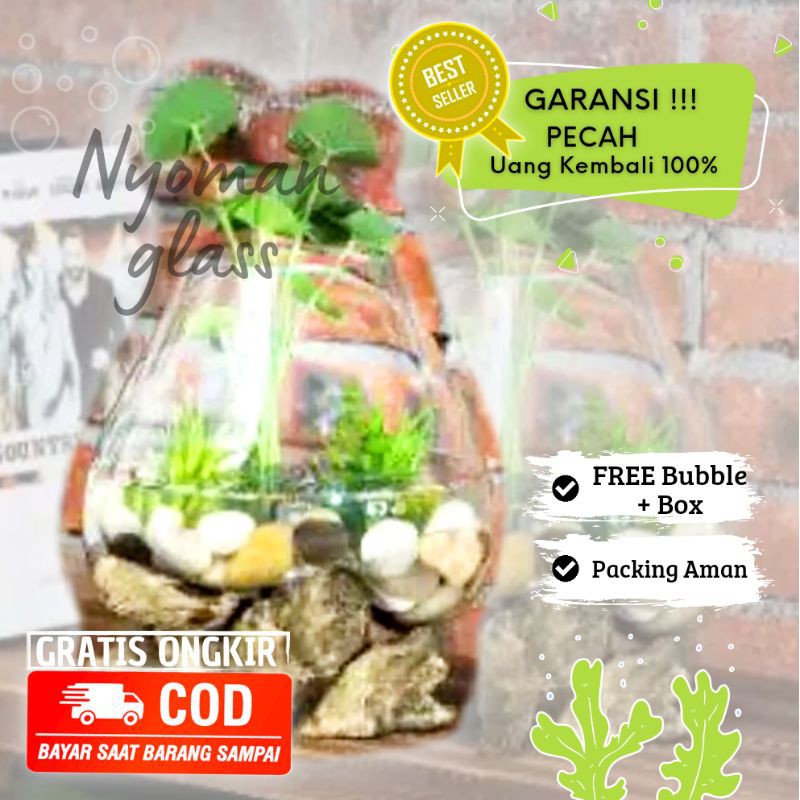 AQUARIUM IKAN CUPANG - SIZE XL / AQUARIUM ETNIK /AQUARIUM ALAS KAYU / POT KACA TIUP /GLASS ON WOOD