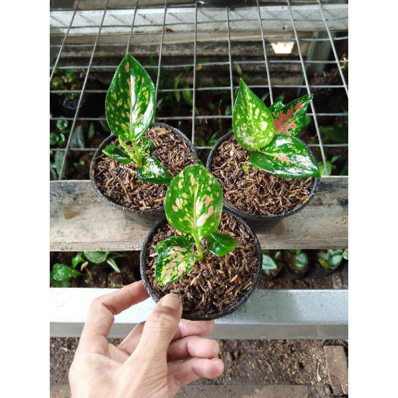 aglonema tricolor (anakan) new