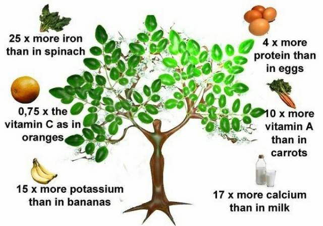 Benih Bibit Biji - Daun Kelor Moringa Oleifera Kualitas Kering di Pohon Seeds