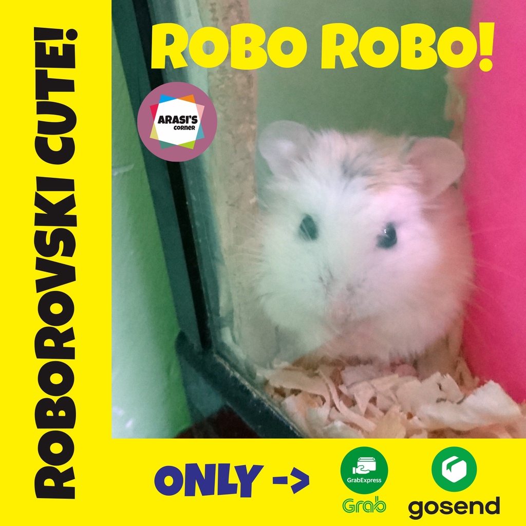 Hamster Roborovski Semarang / Hamster Roborovski