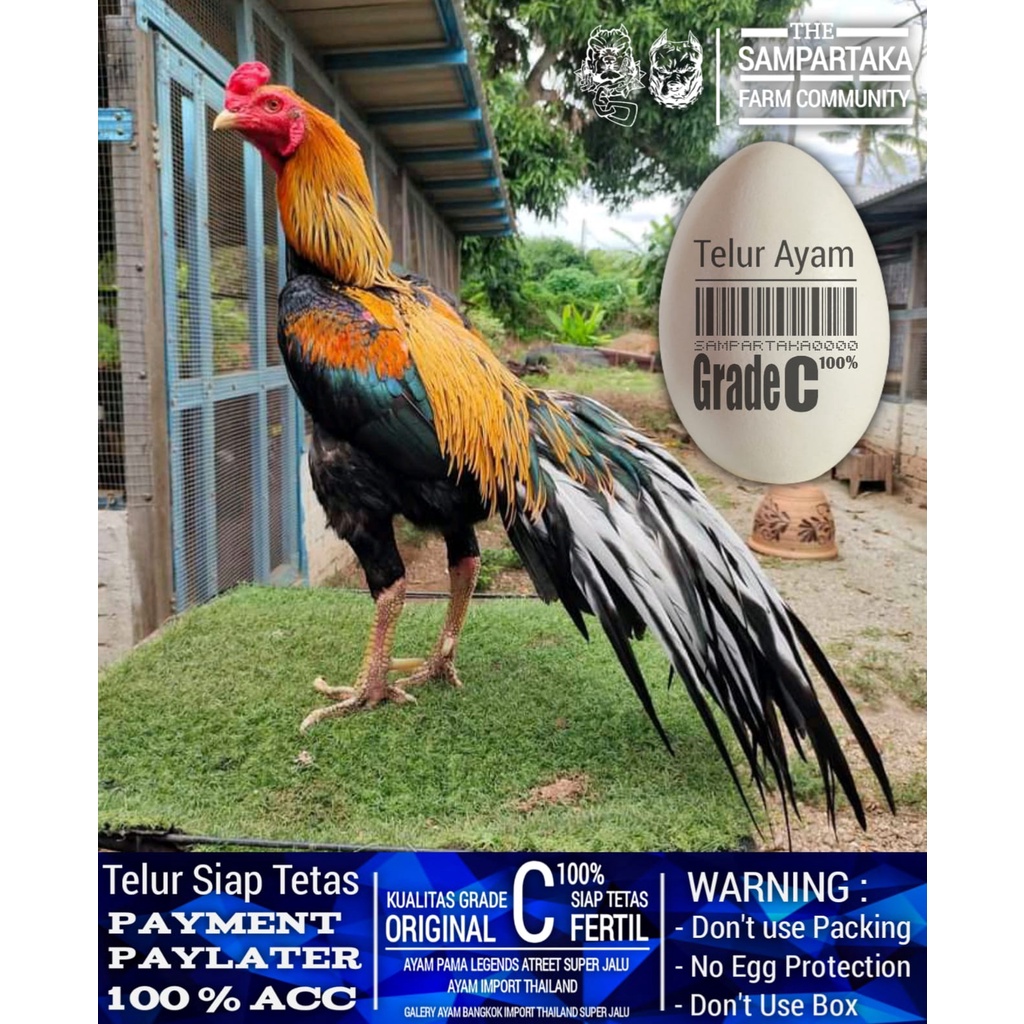 ayam bangkok EKOR LIDI asli thailand perbutir telur grade C no seri 0030