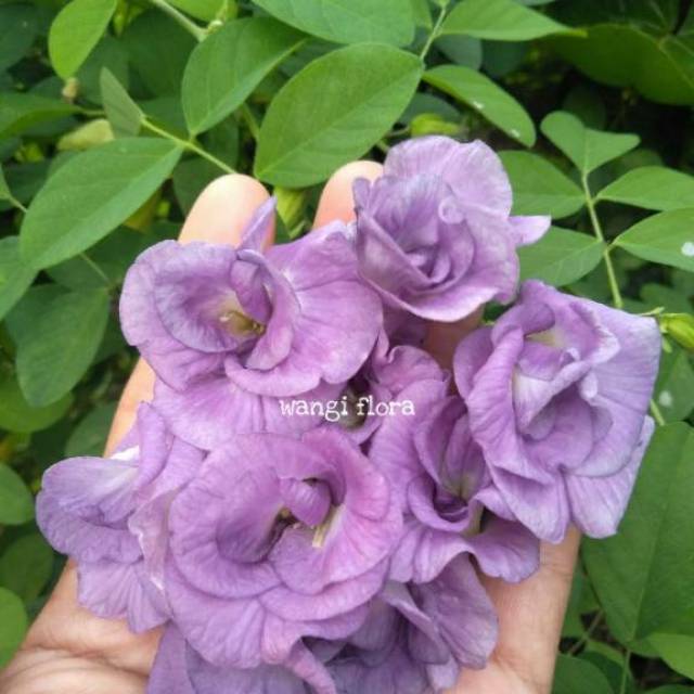 Benih Bunga Telang Tumpuk Ungu Muda Shopee Indonesia