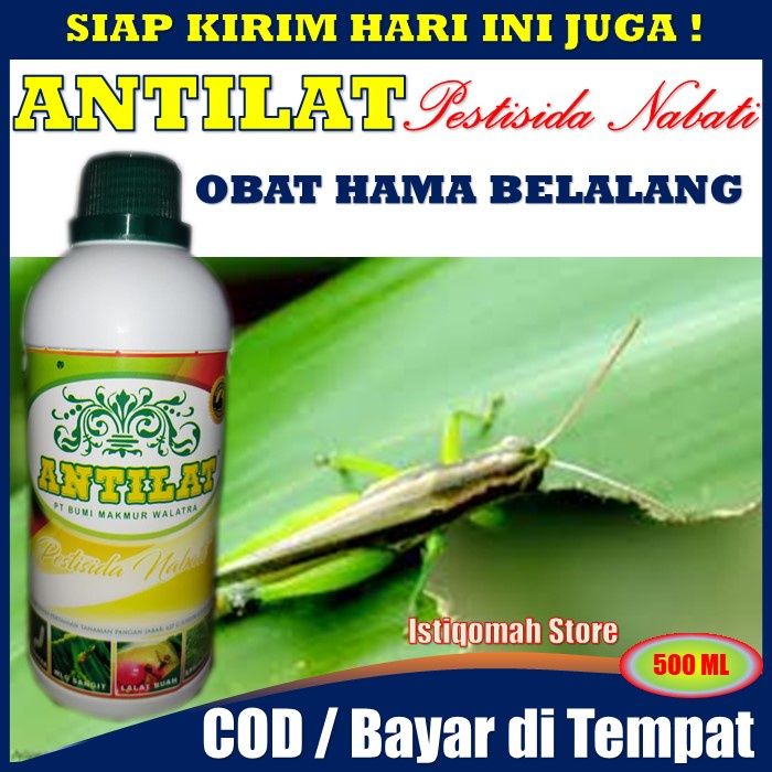 PROMO COD Paket 20 Botol (1 dus) ANTILAT Pestisida Nabati TERLARIS MURAH Harga Grosir Agen ANTILAT