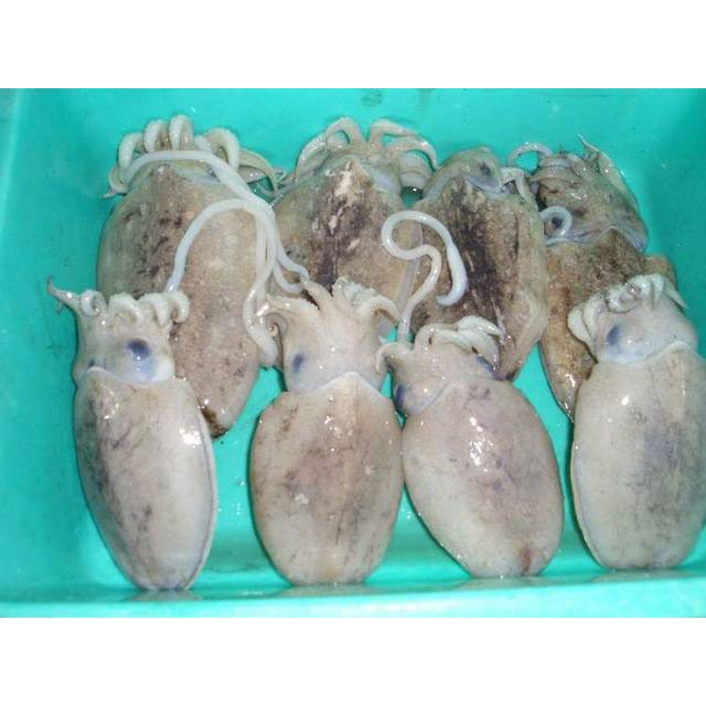 

IKAN SOTONG BALAKUTAK 500 Gram / SEA FOOD / IKAN LAUT / Sayur Ikan Daging Sembako Murah Bandung