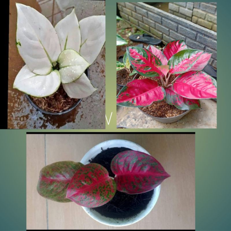 PAKET 3 AGLONEMA IMPORT BABY SUPER WHITE, SUKSOM JAIPONG, RED STARDUST