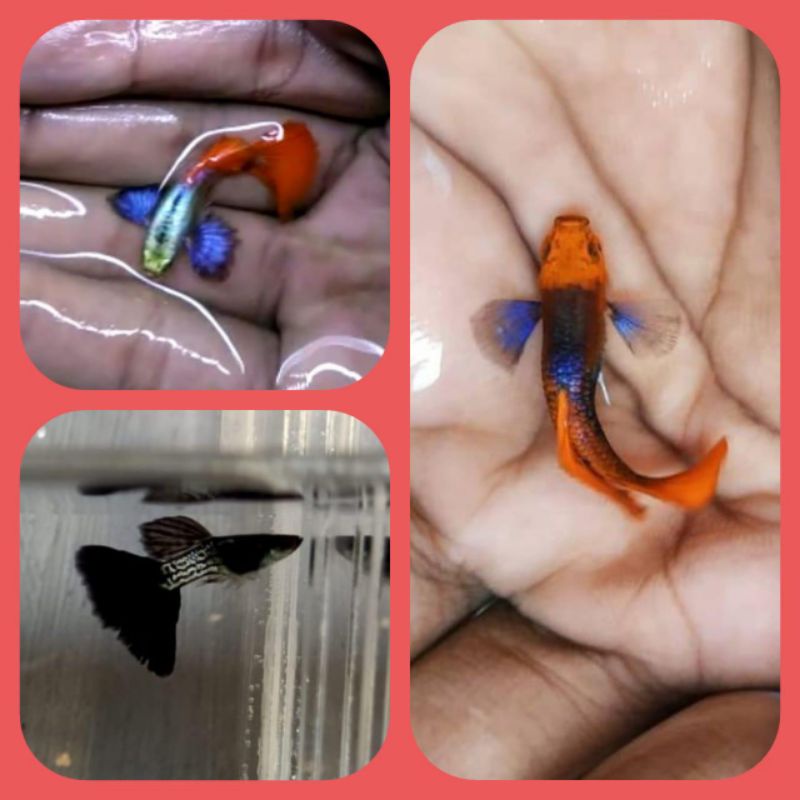 ikan guppy paket 3 jenis b