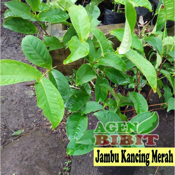 Asli Bibit Jambu Air - Jambu Air Merah - Pohon Jambu Air Kancing Merah