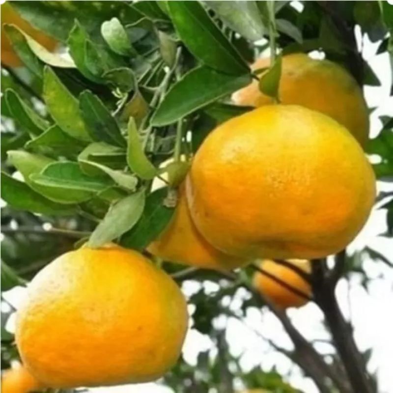 bibit jeruk keprok siam