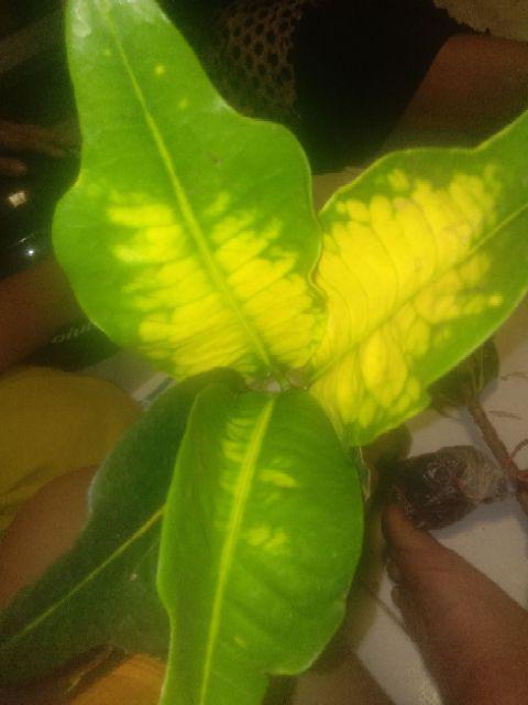 Tanaman Hias - Bibit Bunga Puring Bali