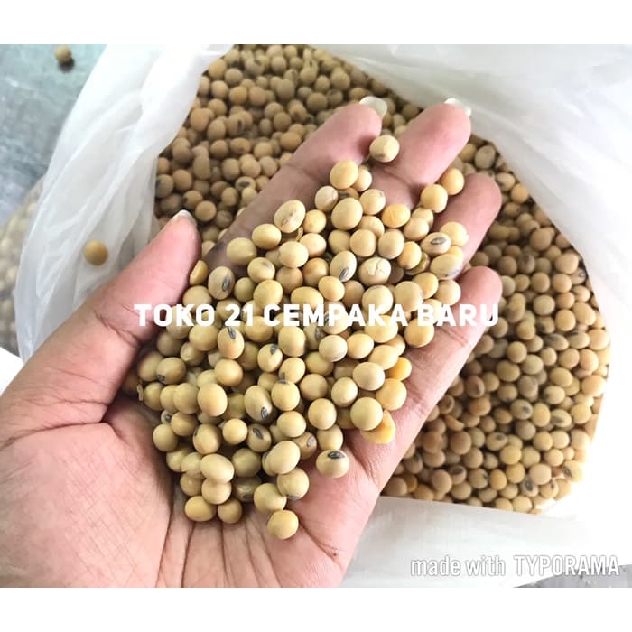 

Kacang Kedelai Impor Amerika Super 1 KG | Biji Mentah Kacang Kedelai Import 1KG Kiloan Murah