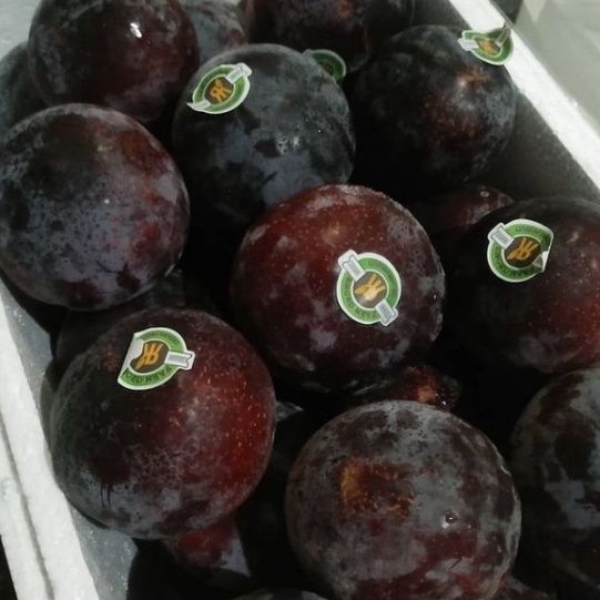 

BUAH PLUM IMPORT MANIS 1 PACK FRESH