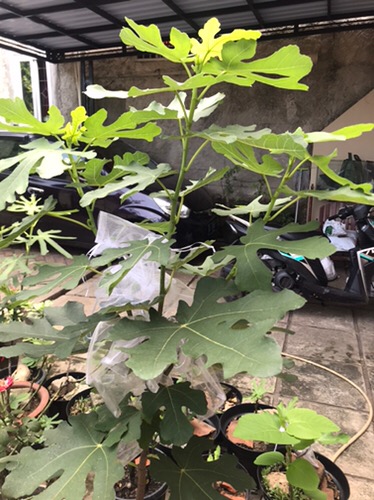 Bibit Buah Tin Verte Fc