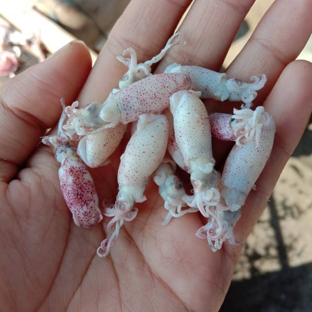 

Baby cumi Asin 1 kg