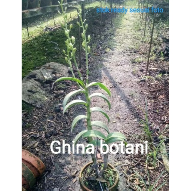 Anggrek Dendrobium Jumbo Sudah Berbunga / Anggarek Dendrobium spike / Anggrek Dendrobium murah / Anggrek dendrobium