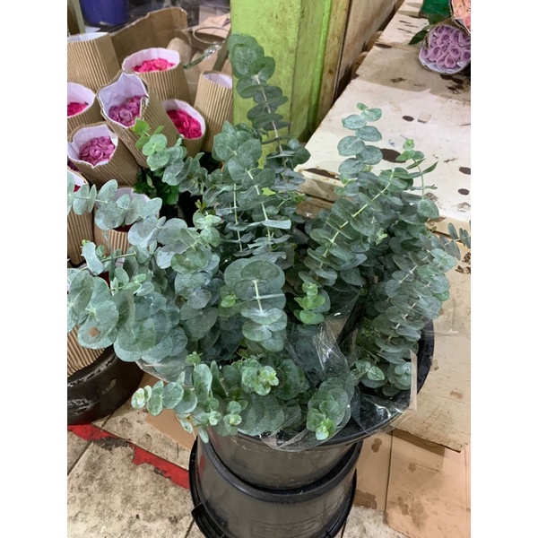 Daun Dolar / Babyblue Dollar Import Asli fresh