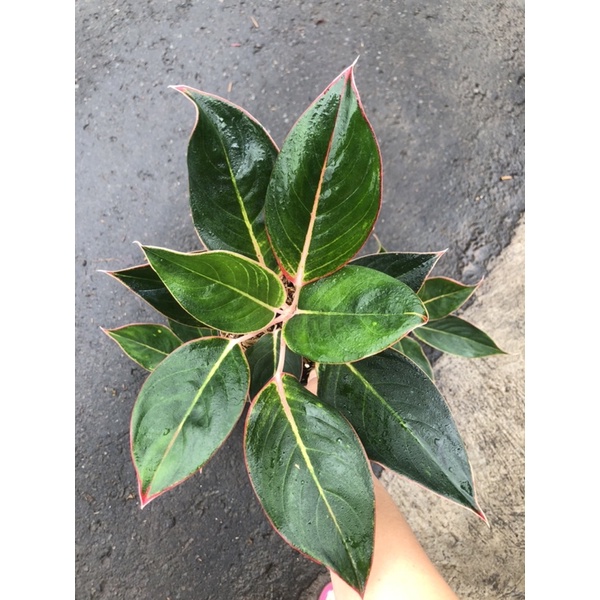 Aglaonema Flamingo