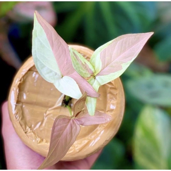 Bonggol syngonium STRAWBERRY MILK