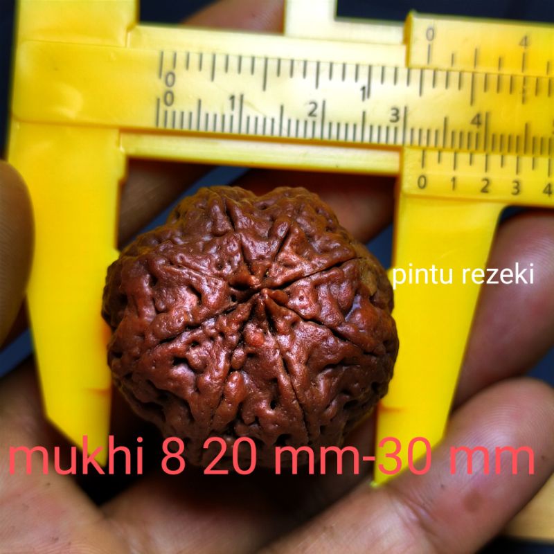 jenitri rudraksha mukhi 8 big size 25-30 mm