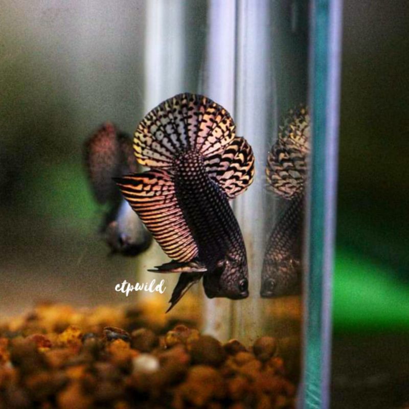 Wild Betta Alien Copper