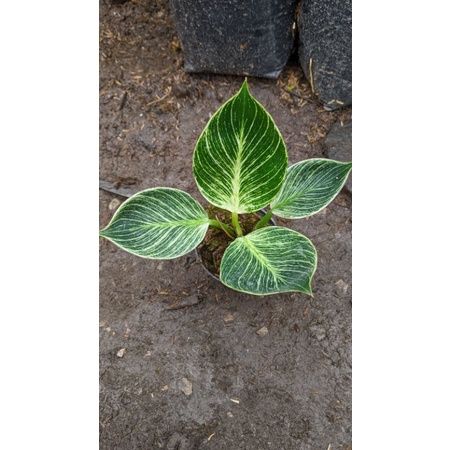 Philo Birkin mini - philodendron Birkin murah - tanaman philo
