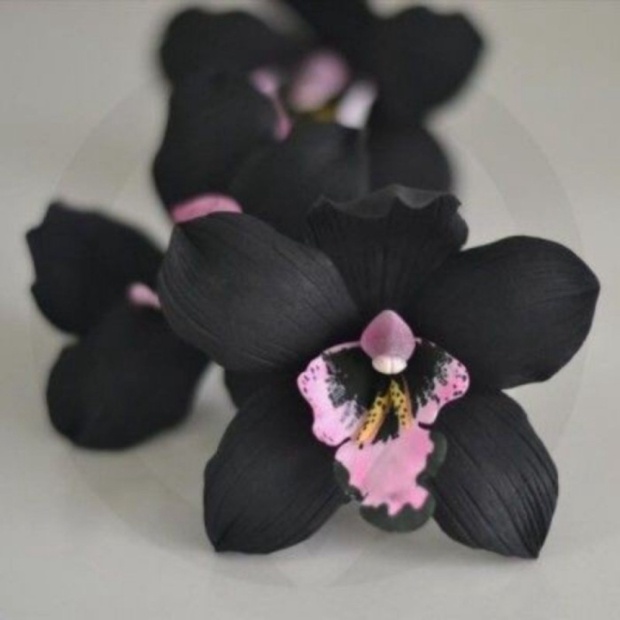 Promo tanaman hias anggrek dendrobium black papua-anggrek hitam dendro siap Limited