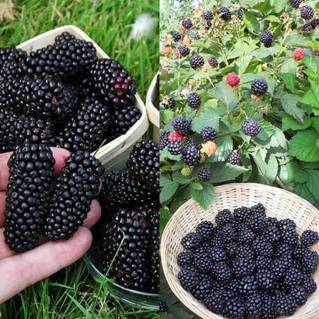 

Blackberry Frozen 500 Gram