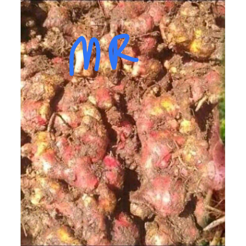 

Jahe merah segar sudah bersih