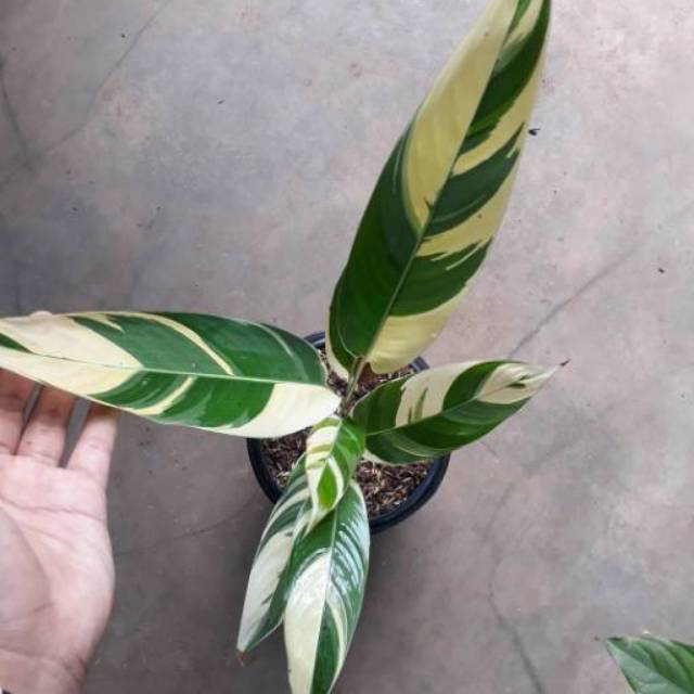 heliconia variegata tanaman hias pisang pisangan variegata unik