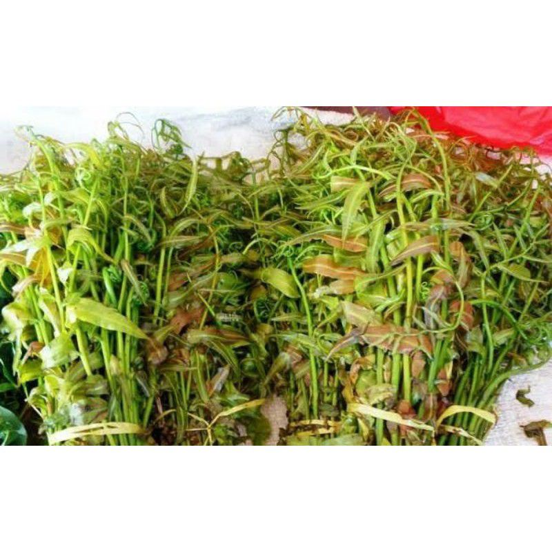 

daun pakis kelakai per ikat