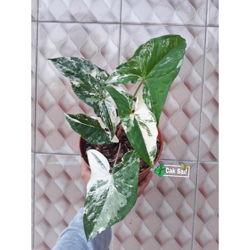 Syngonium Variegata / Syngonium Albo Variegata