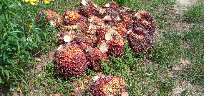 Pipa Stainless 1 Inch X 1,2 Mm X 1 Meter Pipa Ornamen Pipa Railing Pipa Stainless 201