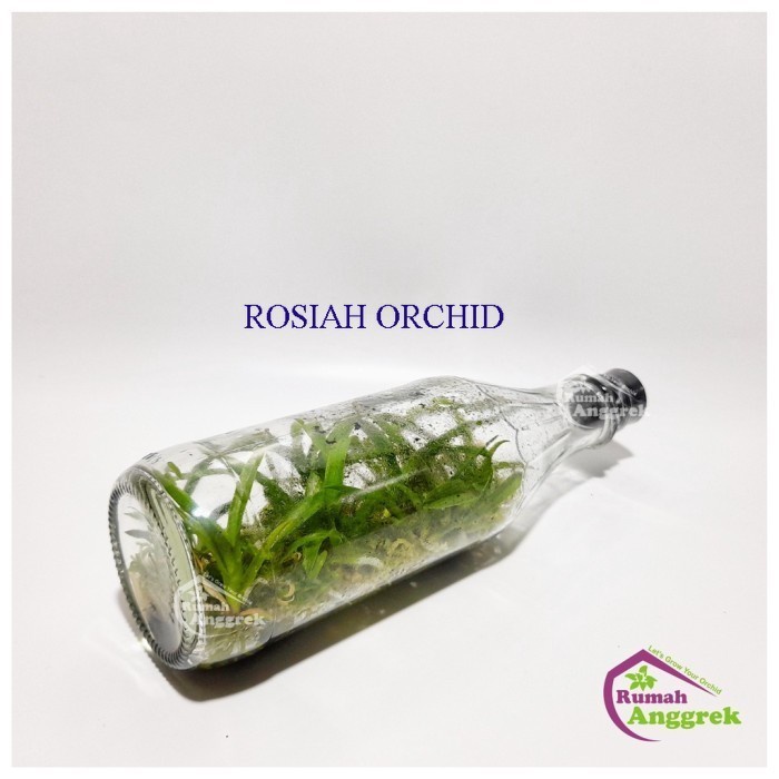 Bibit Botol Anggrek Rhyncholaelia Digbya cattleya brassavola spesies