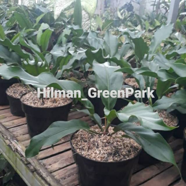 Pohon anthorium gelombang cinta