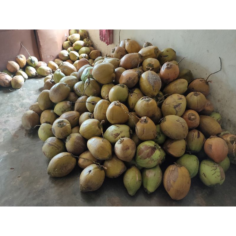 

Kelapa Kopyor Asli Lampung