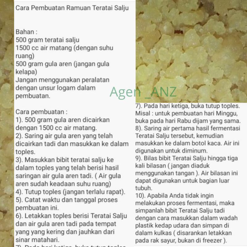 Teratai Salju Himalaya bibit 500 gram obat Herbal untuk asam urat darah tinggi lambung maag gula dll