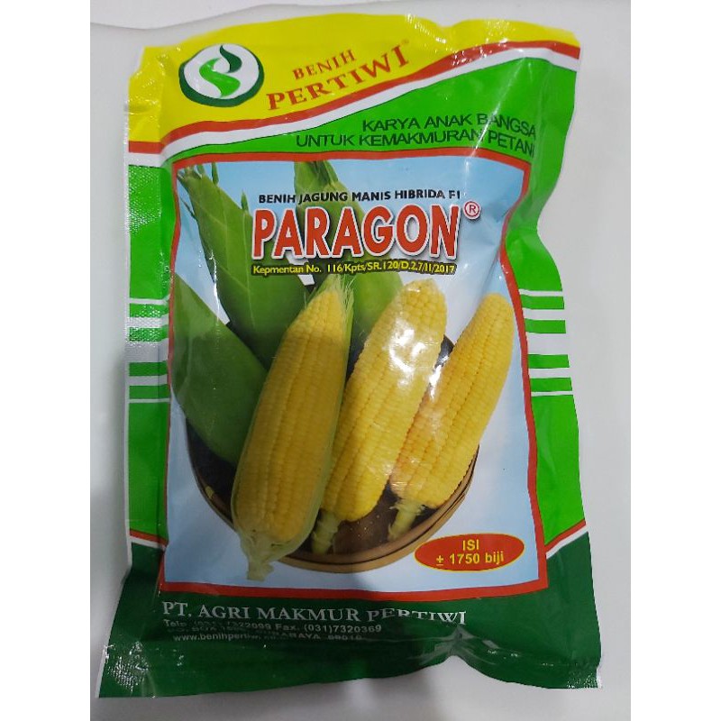 benih jagung manis paragon