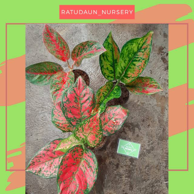 PAKET 3 POHON TANAMAN HIAS AGLONEMA  (AGLONEMA/AGLAONEMA) TANAMAN HIAS SRI REJEKI IMPORT